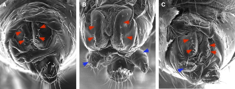 Figure 5