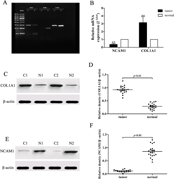 Fig 7