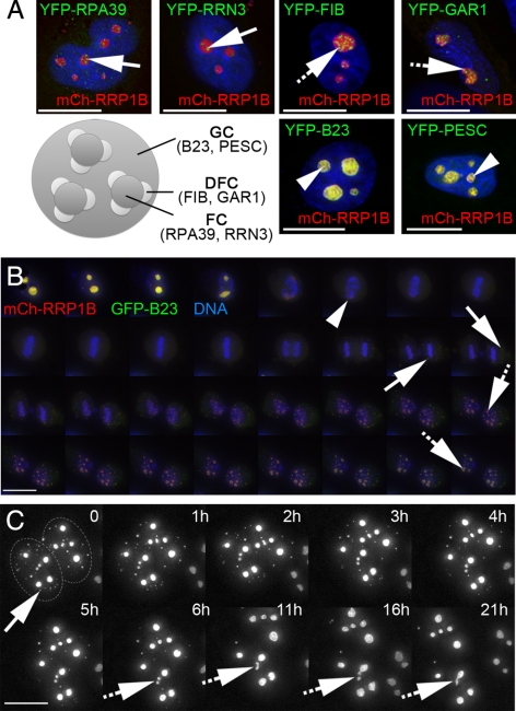 Figure 4.