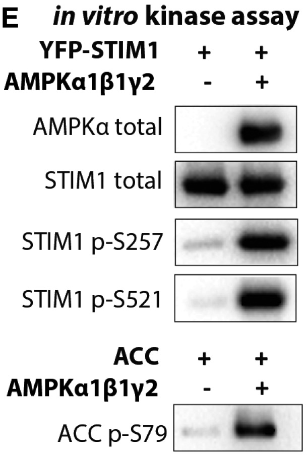 Figure 3E