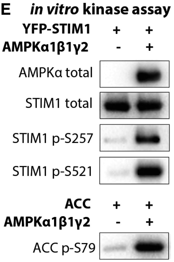 Figure 3E