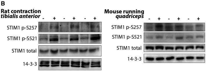 Figure 3B