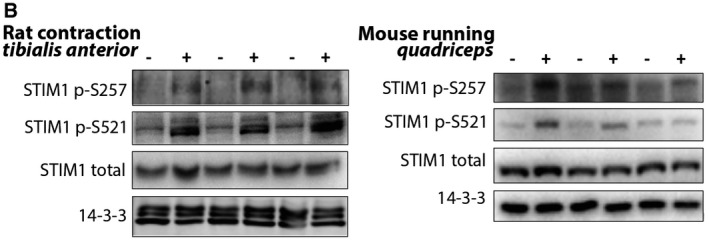 Figure 3B