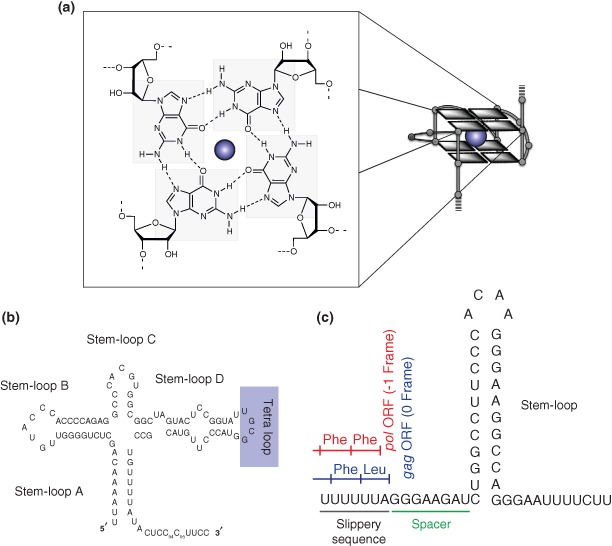 WRNA-1262-FIG-0002-c