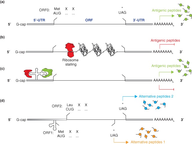 WRNA-1262-FIG-0003-c