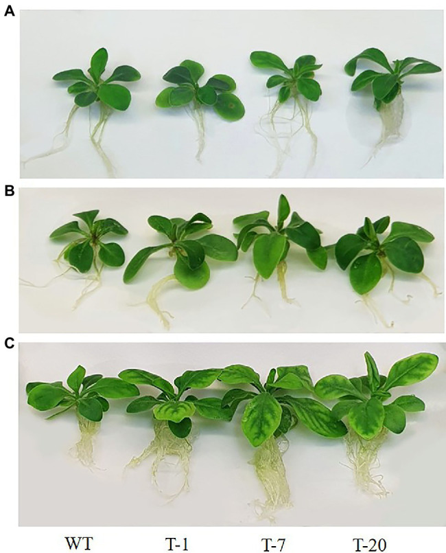 Figure 2