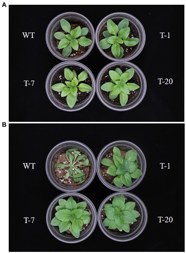 Figure 5