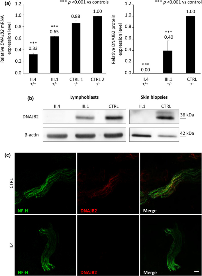 FIGURE 3