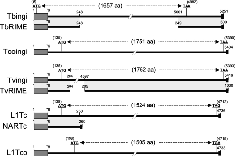 FIG. 2.