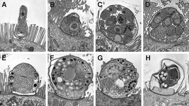 FIG. 1.