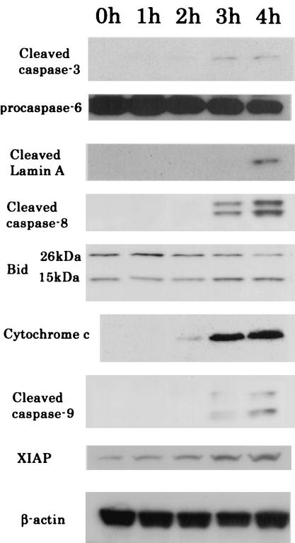 FIG. 7.