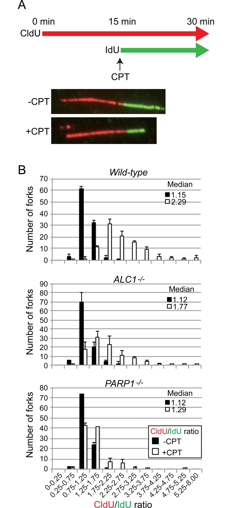 Fig 5