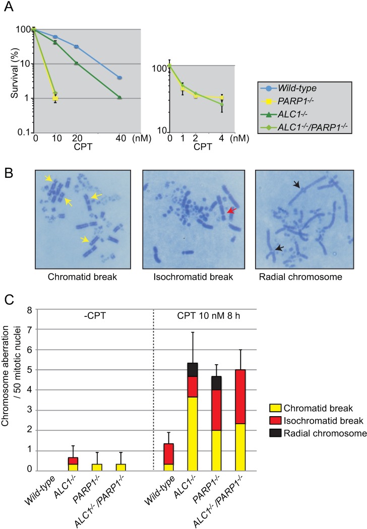 Fig 2