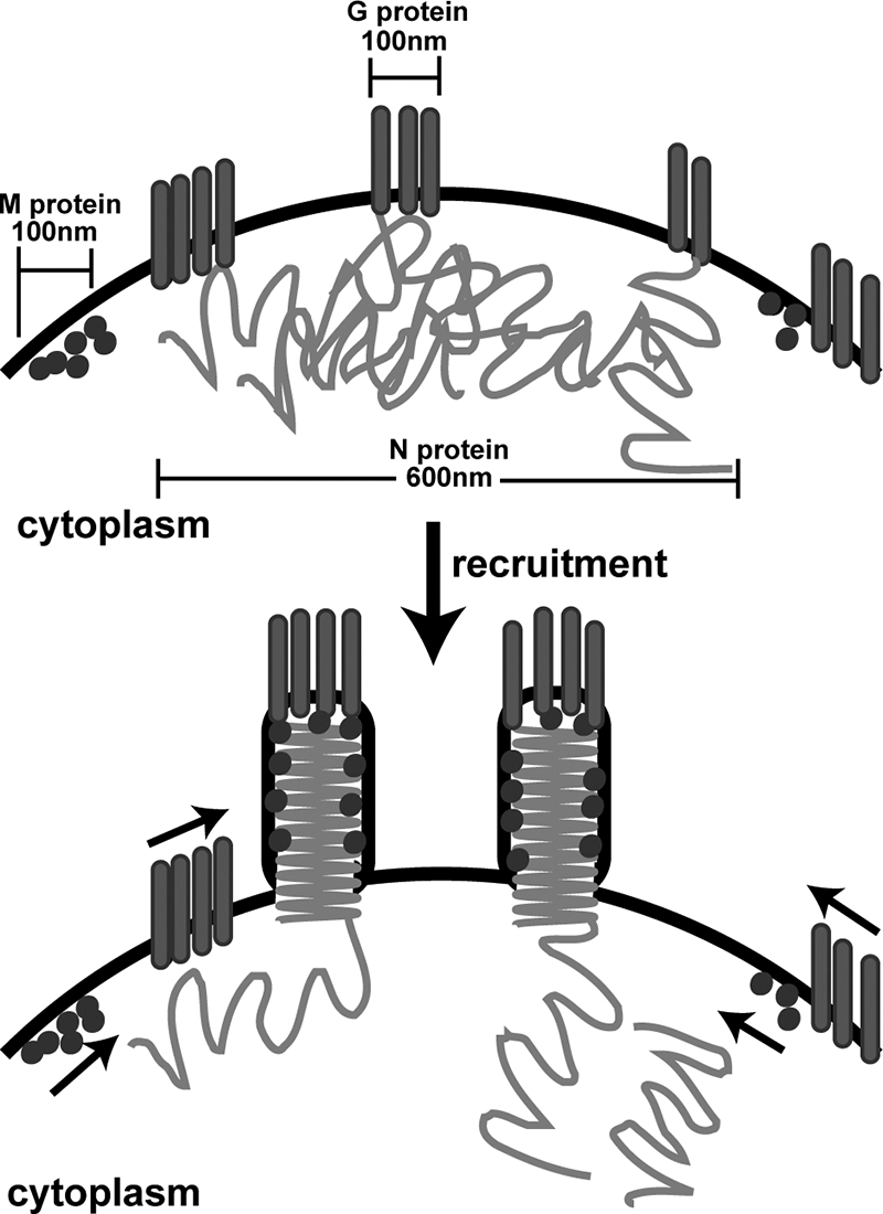 FIG. 9.