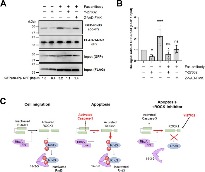 FIGURE 4: