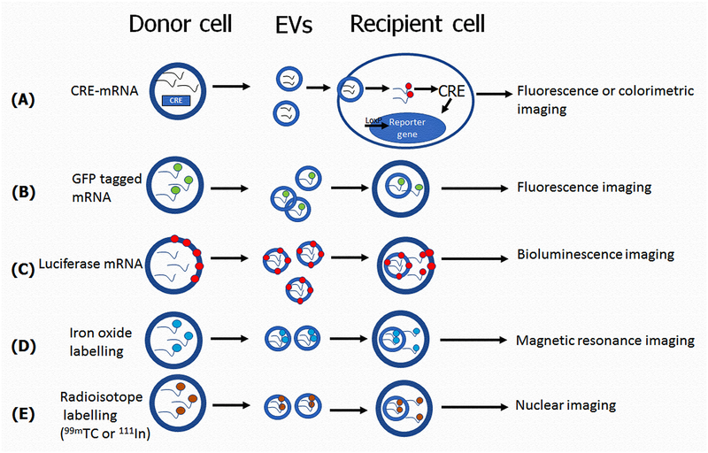 Fig-4: