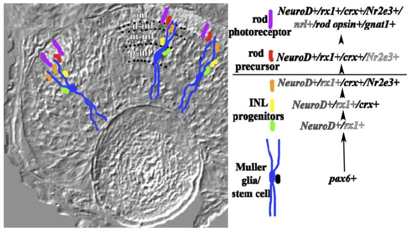 Fig. 8