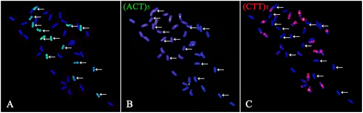 FIGURE 1