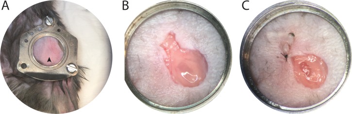 Figure 1—figure supplement 1.