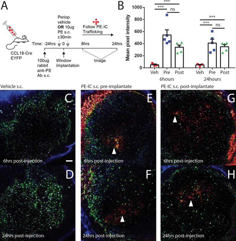 Figure 2—figure supplement 1.