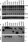 FIG. 3.