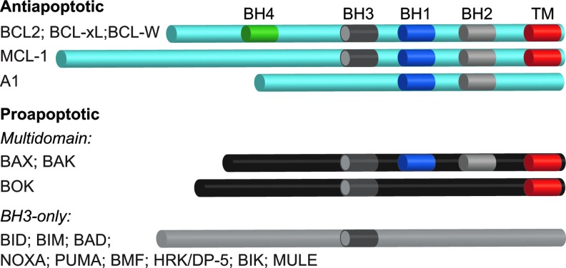 FIG. 1.