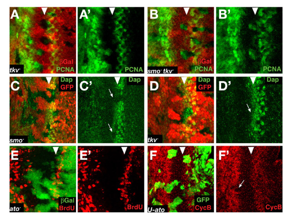 Figure 4