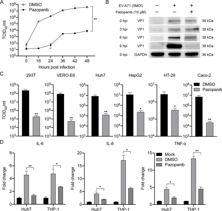 Line chart depicts effect of Pazopanib on viral titers over time compared with DMSO. Protein blot demonstrates VP1 expression at different time points. Bar charts plot viral titers in various cell lines and fold changes of cytokines.