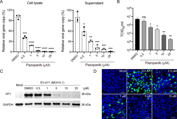 Bar charts depict effect of different concentrations of Pazopanib on viral gene copy levels in cell lysates and supernatants, as well as on viral titers. Protein blot depicts VP1 expression, and fluorescent images display antiviral effect of Pazopanib.