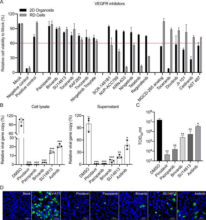 Bar charts depict effects of VEGFR inhibitors on cell viability in organoids and RD cells. Additional charts display viral gene copy levels in lysates and supernatants, viral titers, and antiviral activity of several inhibitors in treated cells.