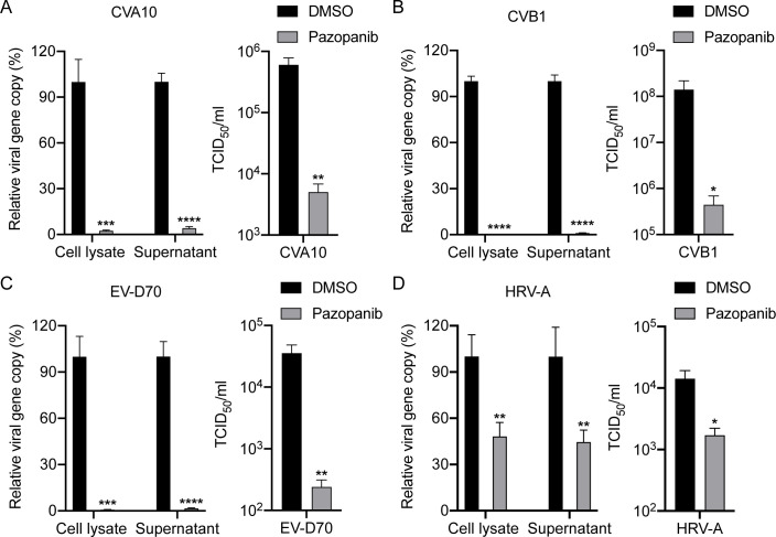 Bar charts compare effects of Pazopanib and DMSO on viral gene copy levels in cell lysates and supernatants, as well as viral titers for CVA10, CVB1, EV-D70, and HRV-A. Pazopanib significantly reduces viral replication in all tested viruses.