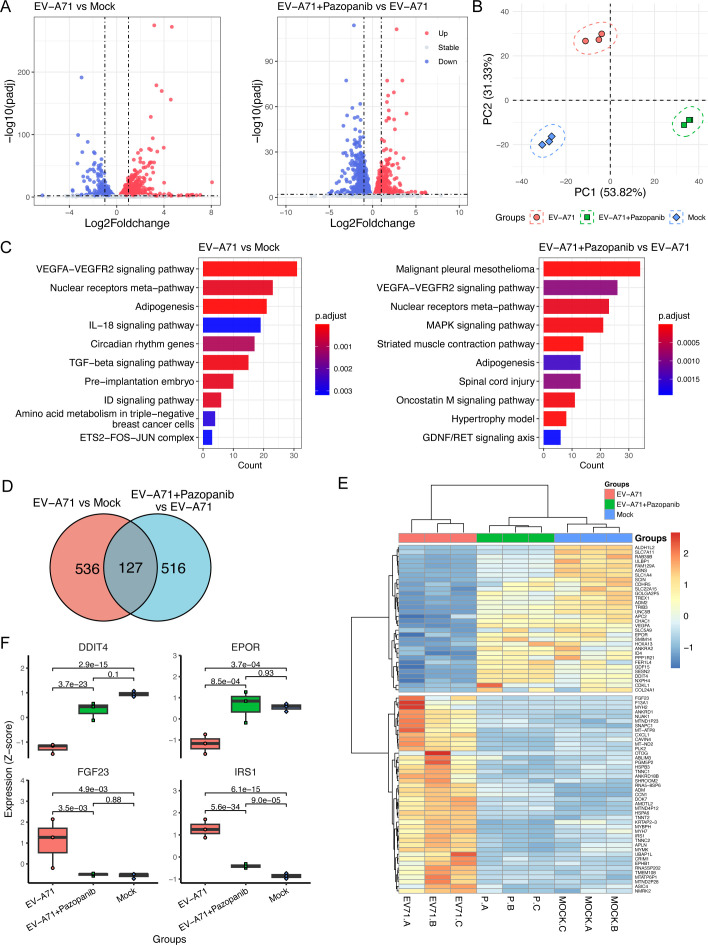 Volcano plots, PCA, and heatmap depict gene expression changes across treatments. Bar charts highlight enriched pathways, whereas Venn diagram exhibits shared and unique genes. Box plots compare expression of key genes like DDIT4, EPOR, FGF23, and IRS1.