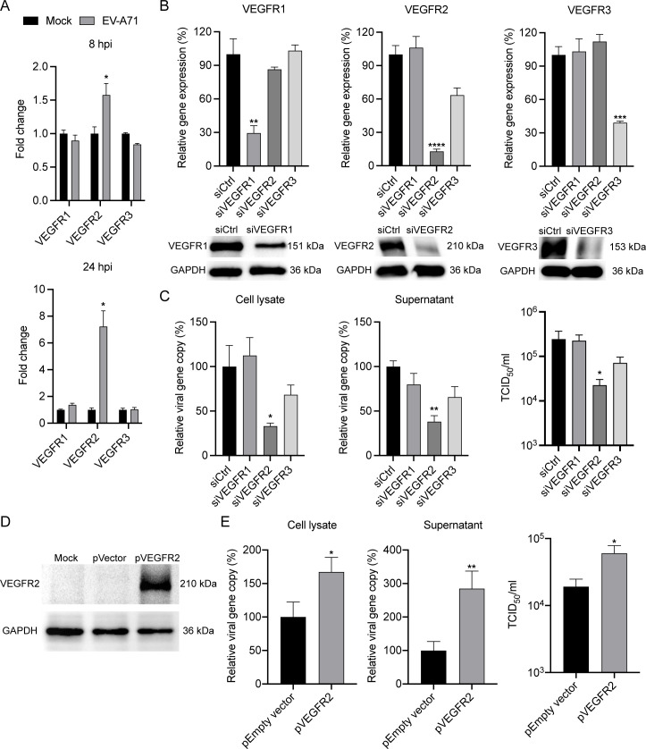 Bar charts and protein blots depict effects of VEGFR1, VEGFR2, and VEGFR3 knockdown on gene expression, viral gene copy levels, and viral titers.