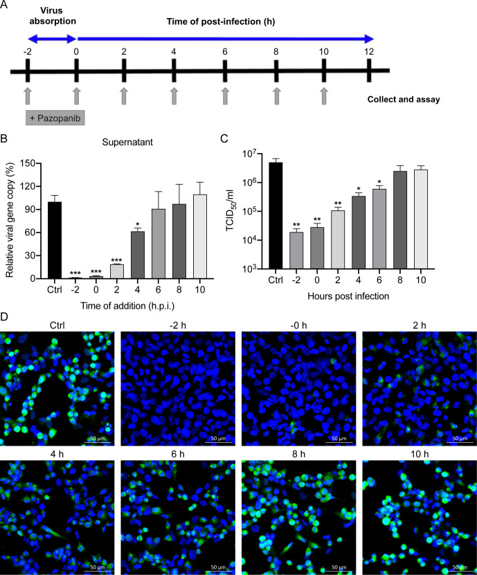 Schematic depicts time points for Pazopanib addition relative to viral infection, followed by bar charts indicating viral gene copy and titer reduction at different time points. Fluorescence images display antiviral effects of Pazopanib on infected cells.