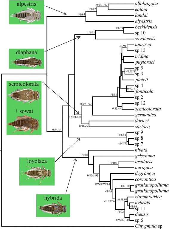 Fig. 2