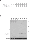 Figure 1—figure supplement 2.