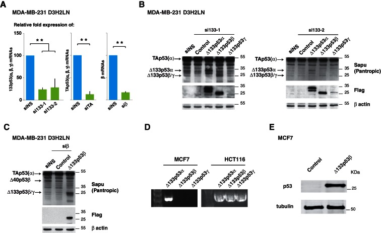 Figure 3—figure supplement 1.