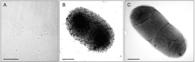 FIG. 4.