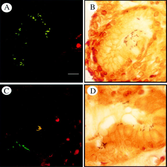 Figure 3  