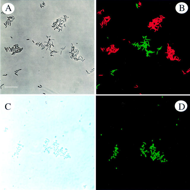 Figure 2  