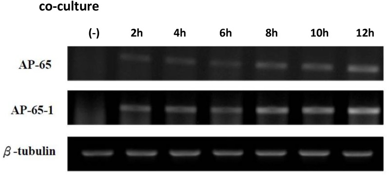 Fig 5