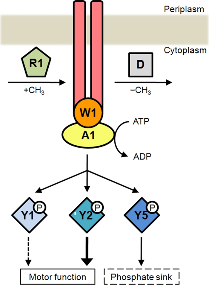 Fig. 5.