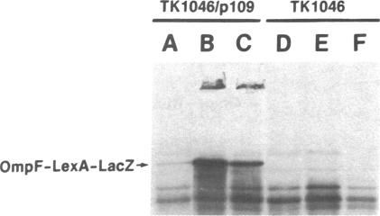 graphic file with name pnas00640-0250-a.jpg