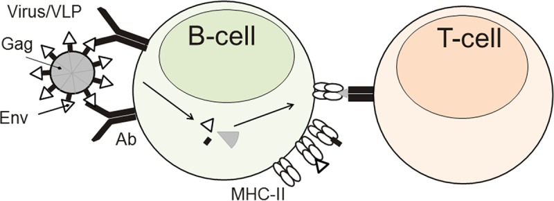 FIG 1