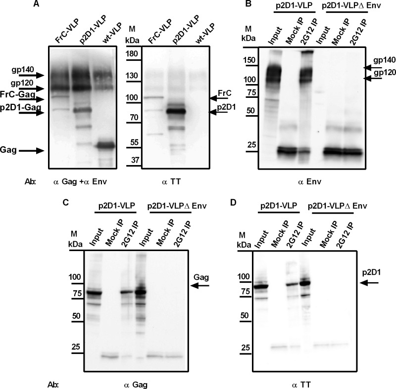 FIG 5