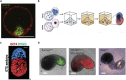 Figure 2