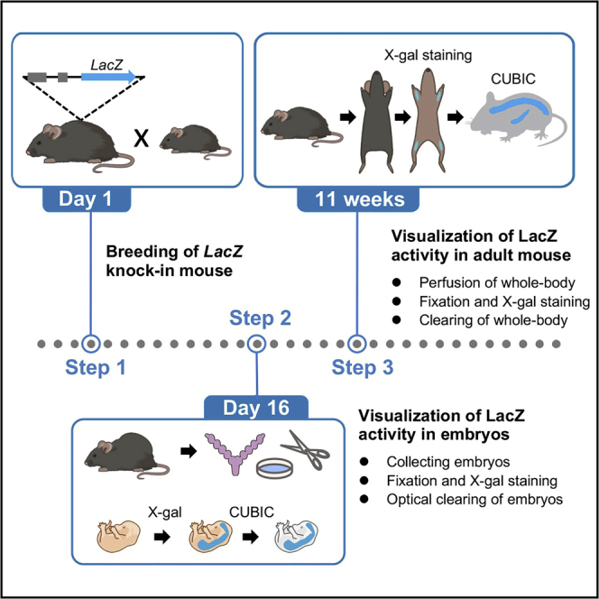 graphic file with name fx1.jpg