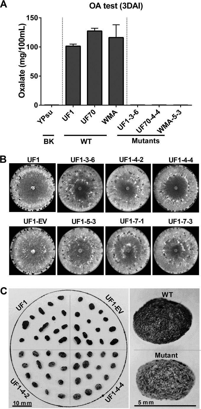 FIG 4 