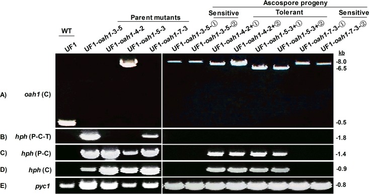 FIG 2 