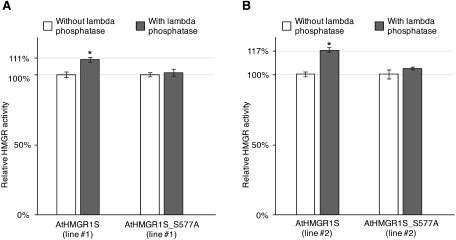 Figure 2. Lambda phosphatase treatment increased the activity of the FLAG-tag purified AtHMGR1S. Transgenic A. thaliana seedlings (14 day old, 96 seedlings) harboring AtHMGR1S or AtHMGR1S_S577A were used for FLAG-tag protein purification. The HMGR activity of FLAG-tag purified proteins is shown relative to the control (not treated with lambda phosphatase) which indicated 100% for each of the AtHMGR1S_S577A and AtHMGR1S FLAG-tag purified proteins. Two transgenic lines are shown for each AtHMGR1S and AtHMGR1S_S577A indicated by line number. [A] The activity being 19.49 and 16.44 nmol mevalonate min−1 mg−1 protein for AtHMGR1S (line #1) and AtHMGR1S_S577A (line #1) respectively. The mean of relative activities and standard error of mean for at least five measurements, in two experiments, are shown. [B] The activity being 35.68 and 13.33 nmol mevalonate min−1 mg−1 protein for AtHMGR1S (line #2) and AtHMGR1S_S577A (line #2) respectively. The mean of relative activities and standard error of mean for three experiments by using one FLAG-tag purified protein are shown. Asterisks indicates significant difference (t-test, * p<0.005) compared to corresponding controls.